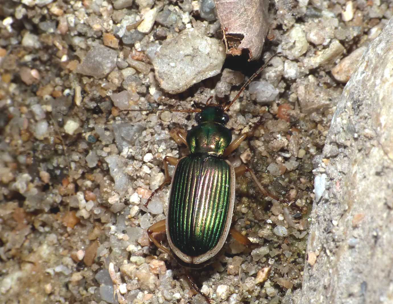 Chlaeniellus o Chlaenius? Chlaenius spoliatus